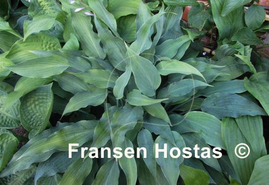 Hosta Silver Wedding